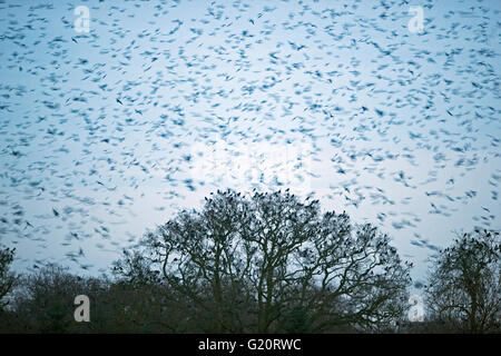 Saatkrähen Corvus Frugilegus Ankunft am Abend Zeit Roost Yare Tal Norfolk winter Stockfoto