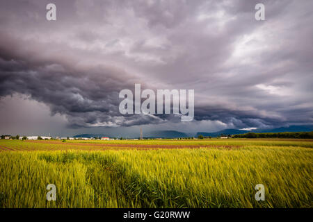 ein Sturm ist über die Felder von Italien growin up Stockfoto