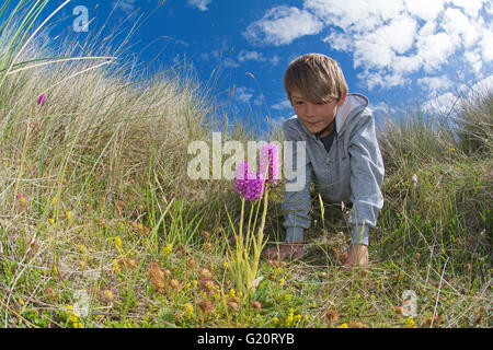 Kleiner Junge betrachtet man pyramidenförmige Orchideen am Naturschutzgebiet in Dünen auf Holy Island Northumberland UK Sommer Stockfoto