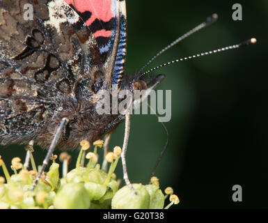 Red Admiral Butterfly Vanessa Atalanta auf Ivy Blumen im Garten Norfolk Herbst Stockfoto