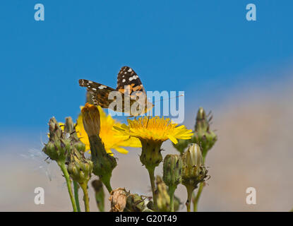 Painted Lady Butterfly Vanessa Cardui Cley Norfolk im Sommer Stockfoto