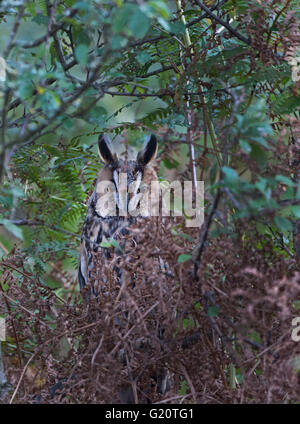 Long-eared Eule Asio Otus Migrant Walsey Hills Norfolk September Stockfoto