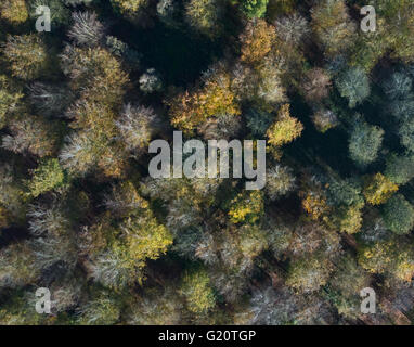 Luftaufnahme der Laubwald im Thetfor Wald im Spätherbst Norfolk Stockfoto