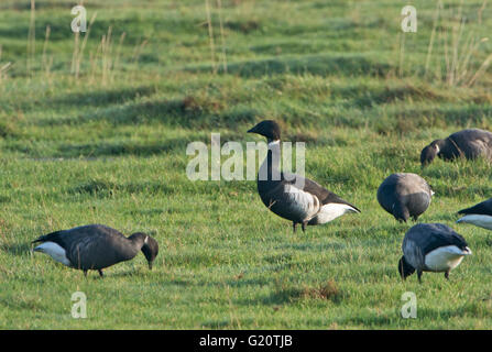 Black Brant Branta Bernicla Nigricans Erwachsenen Cley November 2014 Stockfoto