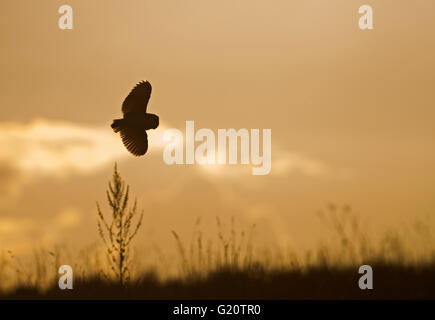 Schleiereule Tyto Alba Jagd North Norfolk Stockfoto