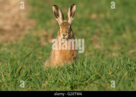 Braun Feldhase Lepus Europaeus in Winterweizen Field Norfolk UK März Stockfoto