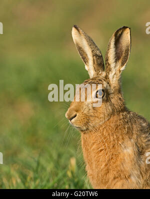 Braun Feldhase Lepus Europaeus in Winterweizen Field Norfolk UK März Stockfoto