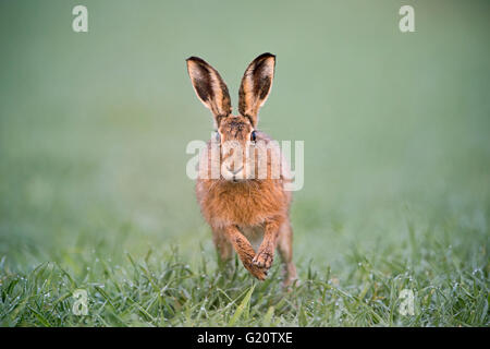 Brauner Hase Lepus Europaeus auf Weizen Feld Holt Norfolk Frühling Stockfoto