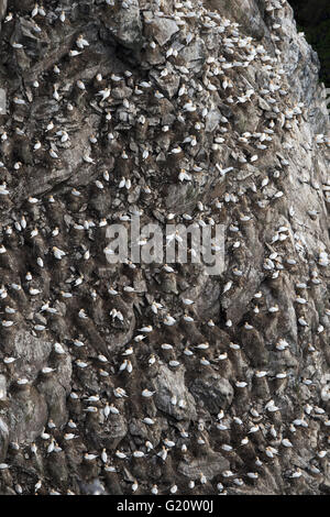 Northern Gannet Sula Bassana Kolonie Hermaness Unst Shetland Schottland April Stockfoto