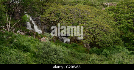 EAS Fors Wasserfall mit Bäumen, Isle of Mull, Schottland Stockfoto