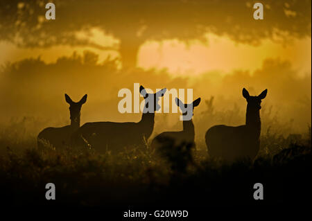 Rothirsch Cervus Elaphus in der Morgendämmerung Richmond Park in London September Stockfoto