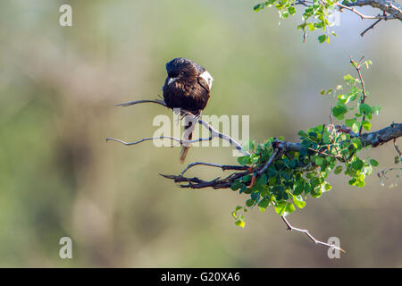 Elster Würger im Krüger-Nationalpark, Südafrika; Specie Urolestes Melanoleucus Familie von Laniidae Stockfoto