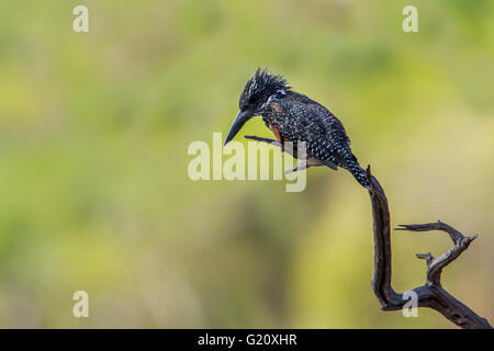 Riesige Eisvogel im Krüger-Nationalpark, Südafrika; Specie Megaceryle Maxima Familie der Alcedinidae Stockfoto