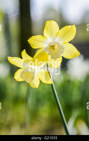 Zwei Blütenstände von Narcissus Pieper Stockfoto