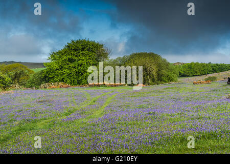 Glockenblumen blühen auf wilde Wiese in Holwell Rasen in Devon Stockfoto