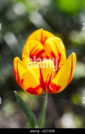 helles Gelb und rot gestreiften Tulpen Stockfoto