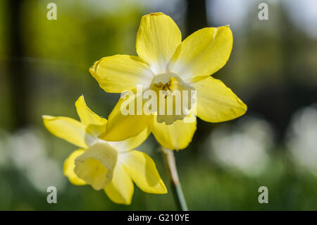 Blütenstände von Narcissus Pieper Stockfoto