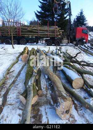 Tschechische Republik, Poldovka. Frisch geschlagenes Buchenholz meldet sich der Verladung in LKW für den transport Stockfoto