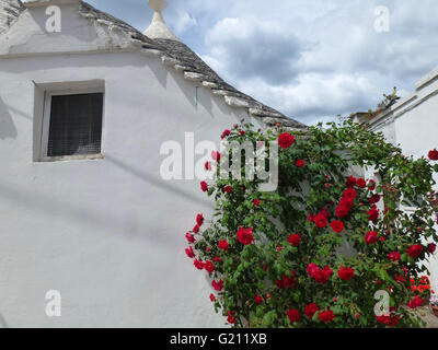 Trull Dach mit Rosen, Alberobello, Apulien, Italien Stockfoto