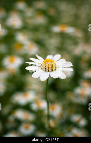 Einzelne Daisy Makroaufnahme im Feld Gänseblümchen. Stockfoto