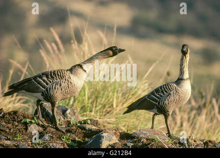 Ein paar Nene ("hawaiianische Gans") [Nesochen Sandvicensis], der Staatsvogel Hawaii und Aussterben. Die ausgestreckten nec Stockfoto