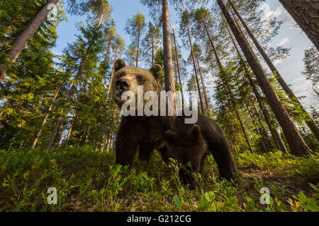 Wild Grizzly-Bären im Wald Stockfoto