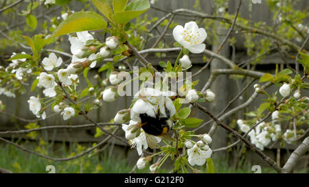 Hummel auf Kirschblüten Blumen Stockfoto