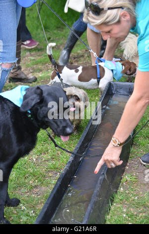 Alexandra Palace, London, UK. 22. Mai 2016. Die RSPCA große Gassi, Spendenaktion im Alexandra Palace, Stockfoto