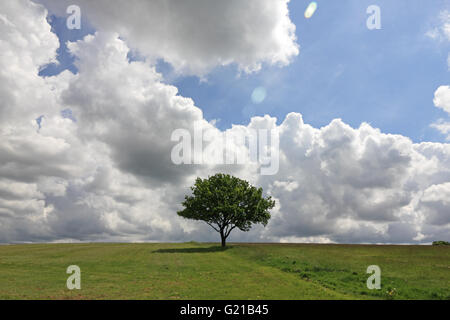 Epsom Downs, Surrey, England, UK. 22. Mai 2016. Dramatische Wolken über einer einsamen Eiche an einem schönen Tag in Epsom Downs, Surrey. Bildnachweis: Julia Gavin UK/Alamy Live-Nachrichten Stockfoto