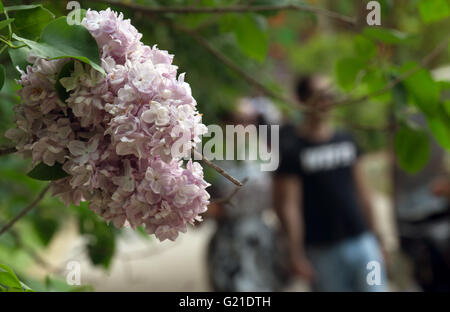 Berlin, Deutschland. 21. Mai 2016. Kirschblüten am Lotus Lantern Festival in den Gärten der Welt in Marzahn Bezirk von Berlin, Deutschland, 21. Mai 2016 zu sehen. Foto: PAUL ZINKEN/Dpa/Alamy Live News Stockfoto