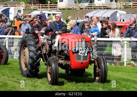 Royal Welsh-Frühlingsfestival vorgestellten Mai 2016 - die Show eine Parade von Oldtimern und Oldtimer-Traktoren - hier ein Massey Ferguson 35 aus der Mitte der fünfziger Jahre bis Mitte der 60er Jahre produziert wird. Stockfoto