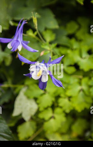 Aquilegia vulgaris Stockfoto