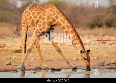 Giraffe (Giraffa Plancius) Trinkwasser, Etosha Nationalpark, Namibia Stockfoto