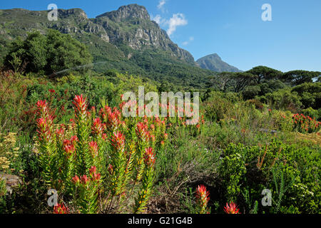 Kirstenbosch Botanischer Garten vor dem Hintergrund der Tafelberg, Kapstadt, Südafrika Stockfoto