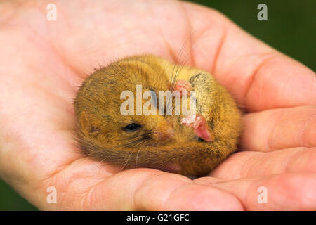 Haselmaus Muscardinus Avellanarius in Sommer Erstarrung, Dorset, England Stockfoto