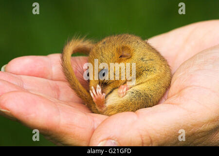 Haselmaus Muscardinus Avellanarius in Sommer Erstarrung, Dorset, England Stockfoto