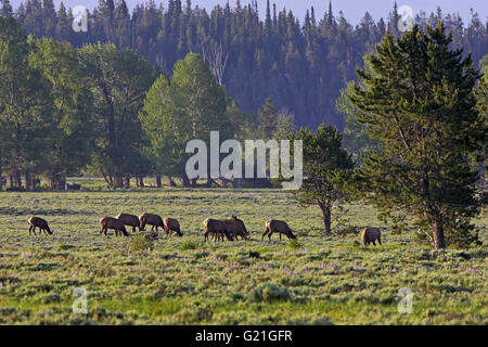 American Elk Cervus Canadensis Herde von Weibchen und Jungtiere Grand Teton Nationalpark Wyoming USA Stockfoto