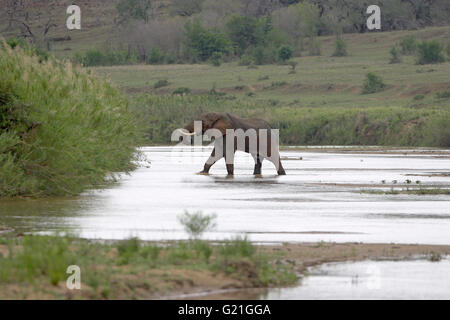 Afrikanische Savanne Elefant Loxodonta Africana Überquerung des Flusses Umfolozi Südafrika Stockfoto