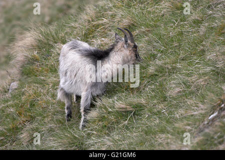 Wilde Ziege Findhorn Tal Schottland Stockfoto