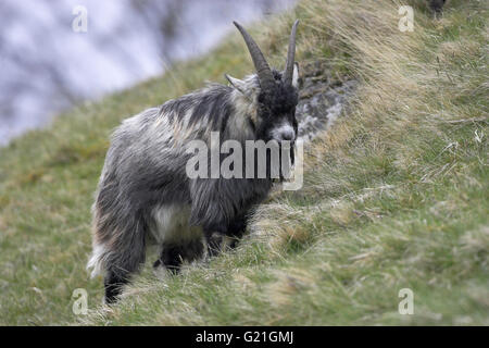 Wilde Ziege Findhorn Tal Schottland Stockfoto