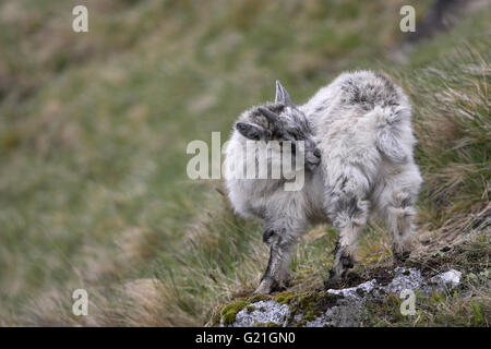 Wilde Ziege gut gewachsen Kid Findhorn Tal Schottland Stockfoto