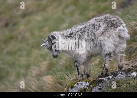 Wilde Ziege gut gewachsen Kid Findhorn Tal Schottland Stockfoto