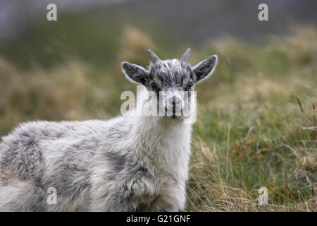 Wilde Ziege gut gewachsen Kid Findhorn Tal Schottland Stockfoto