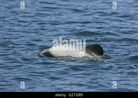 Hector Delfin Cephalorhynchus Hectori Queen Charlotte Sound New Zealand Stockfoto