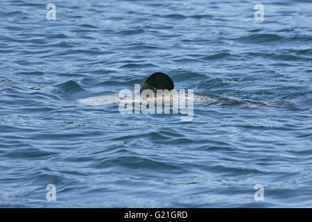 Hector Delfin Cephalorhynchus Hectori Queen Charlotte Sound New Zealand Stockfoto