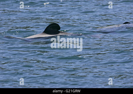 Hector Delfin Cephalorhynchus Hectori Queen Charlotte Sound New Zealand Stockfoto