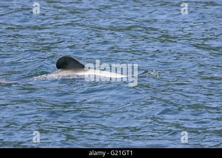 Hector Delfin Cephalorhynchus Hectori Queen Charlotte Sound New Zealand Stockfoto