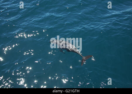 Dusky Dolphin Lagemorhynchus Obscurus Queen Charlotte Sound Südinsel Neuseeland Stockfoto