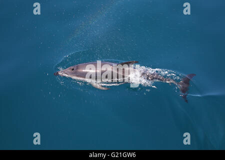 Dusky Dolphin Lagemorhynchus Obscurus Queen Charlotte Sound Südinsel Neuseeland Stockfoto