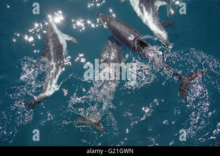 Dusky Dolphin Lagemorhynchus Obscurus Queen Charlotte Sound Südinsel Neuseeland Stockfoto